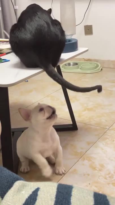 Cat ain’t down with world dog day 😂