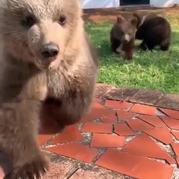 Little bear cubs running towards the camera 🐻
