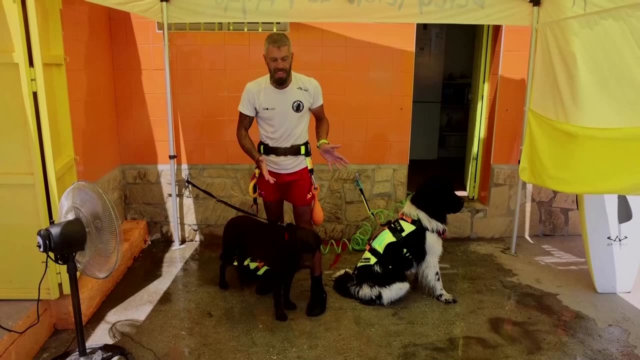 These four-legged lifeguards patrol a Spanish beach