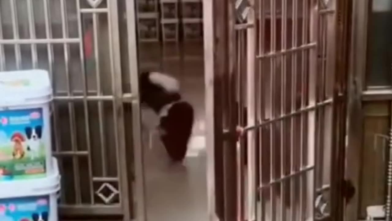 Best pet/funny dog moments
