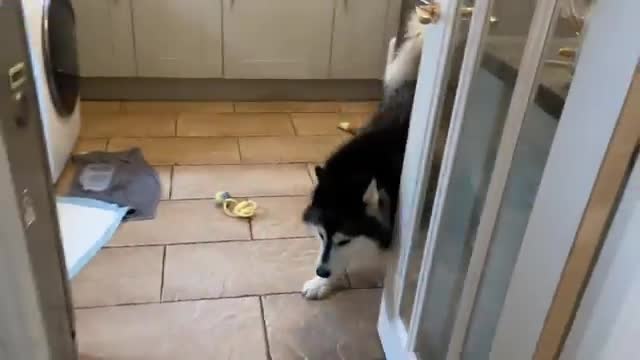 puppy Meets New Golden Retriever Puppy For First Time And Thinks She's It's Mom! (So Cute!!)
