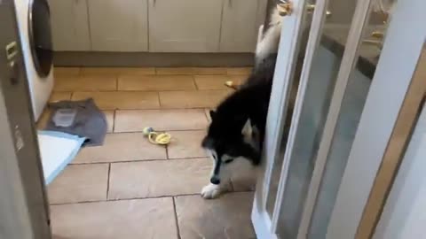 puppy Meets New Golden Retriever Puppy For First Time And Thinks She's It's Mom! (So Cute!!)