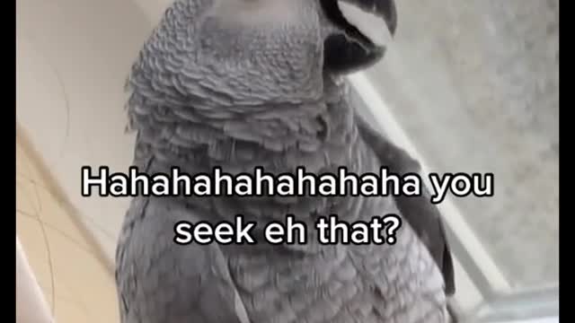the best a parrot friend