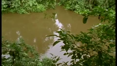 Proboscis Monkey | Wild Indonesia | BBC