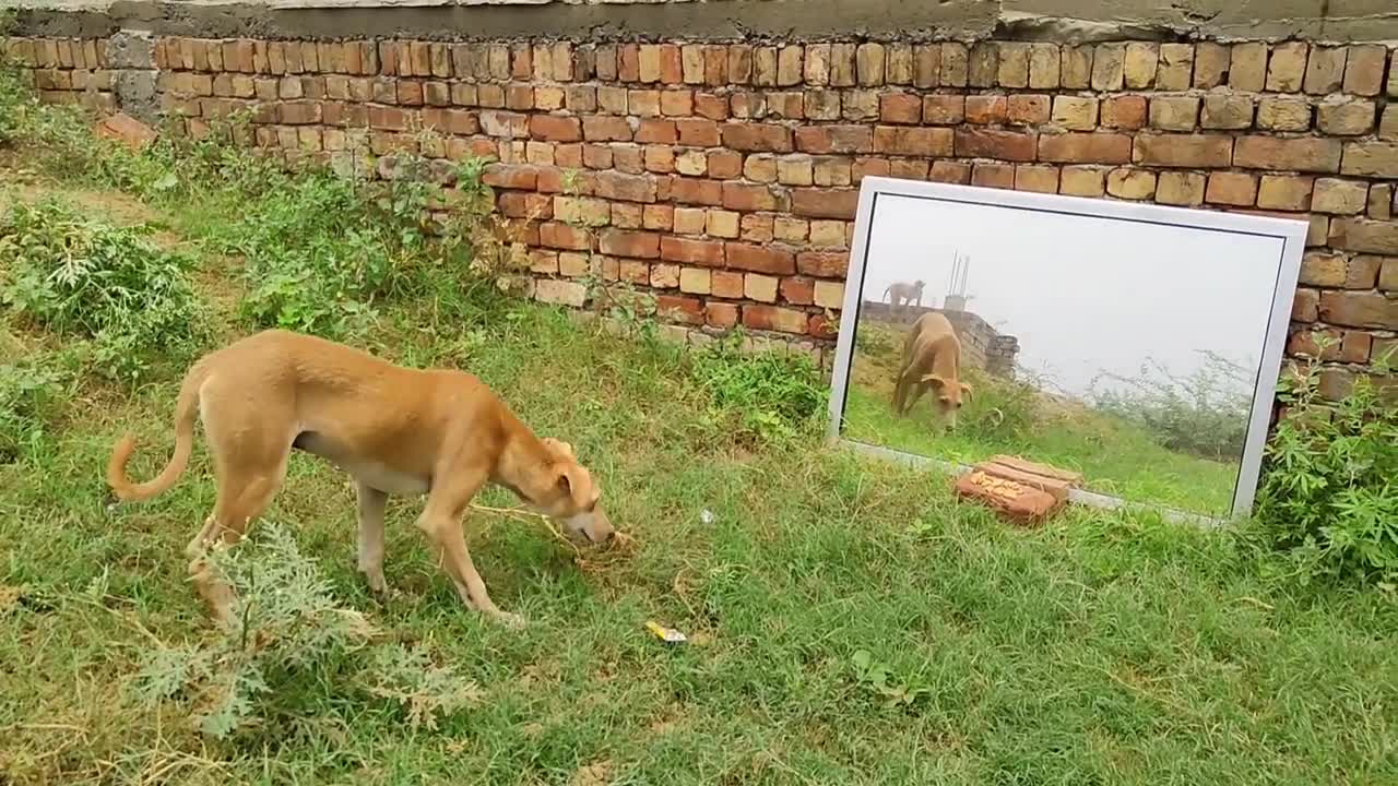 Mirror Prank For Dog !