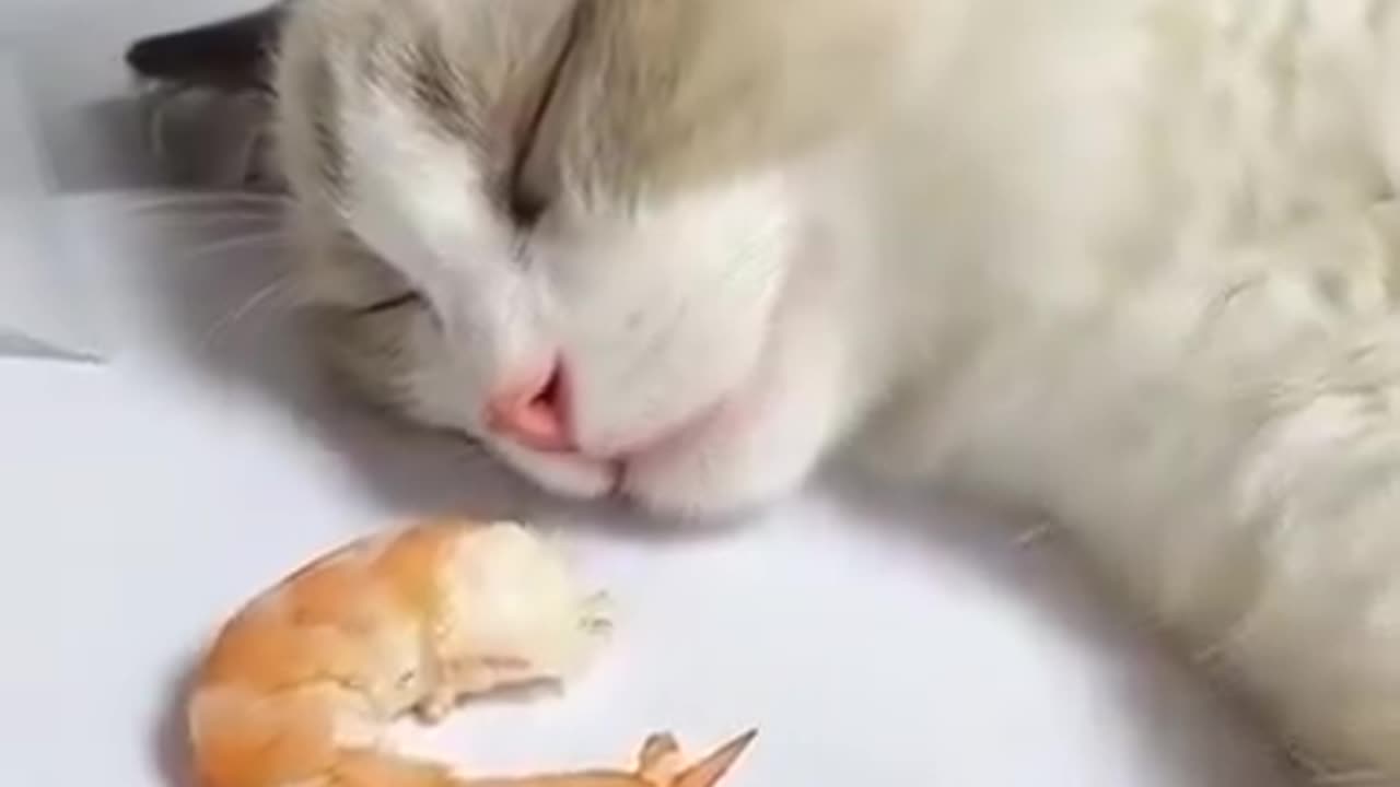 Cute cat sleeping soundly and dreaming of shrimp