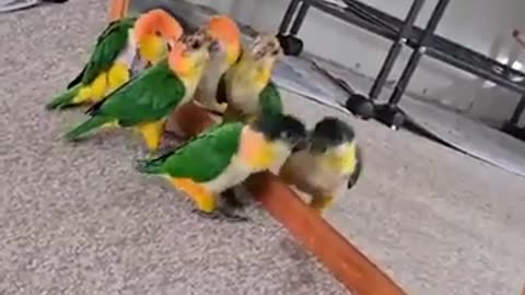 Cute Birds / Parrots Funny Videos