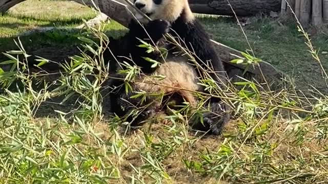 Giant panda lazily basking in the sun