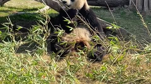 Giant panda lazily basking in the sun