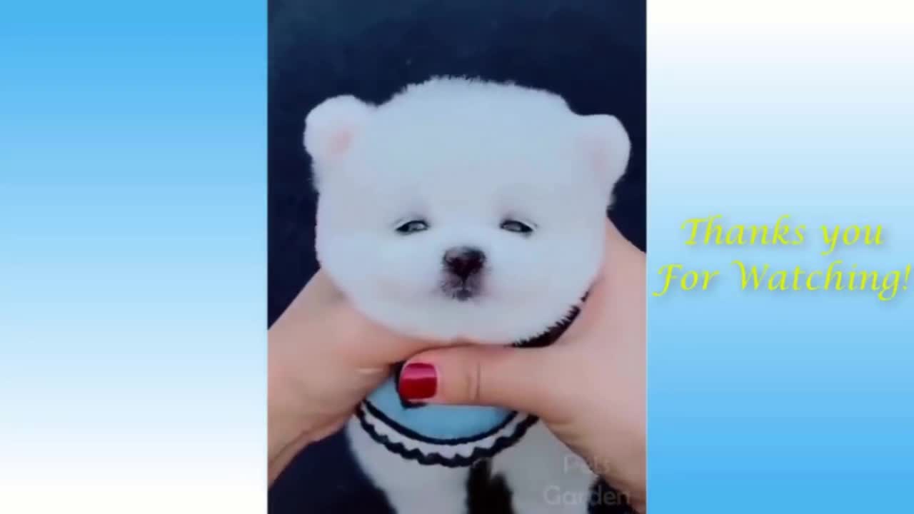 AWW Soo Cute Cats ♥ cute animals!babys Best Funny moment Videos