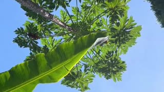 View Of Leaves From Ground