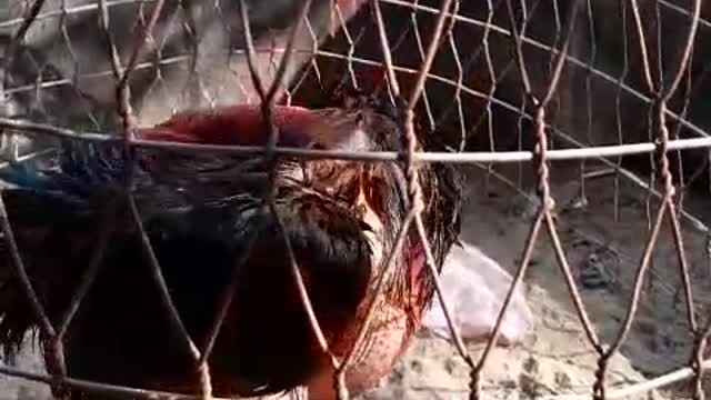 strange exclusive cock video
