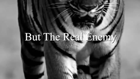If You Put 100 Black Ants in