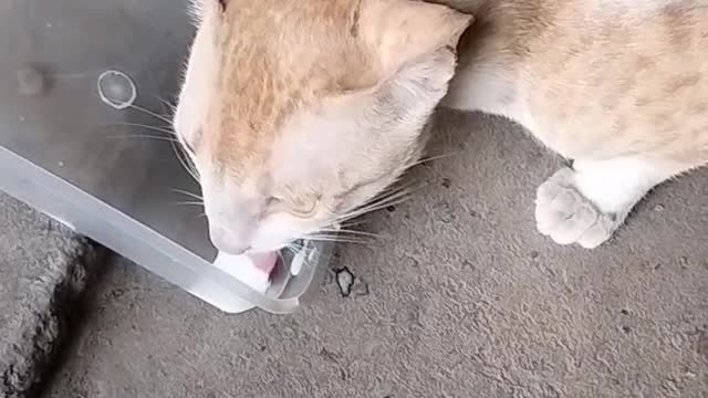White Cat drinking milk || Lovely Pet || #Cat lover