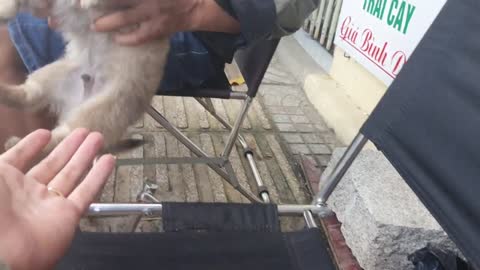 How to puppy Reacts When Seeing Stranger- Running, Barking | Viral Dog Puppy