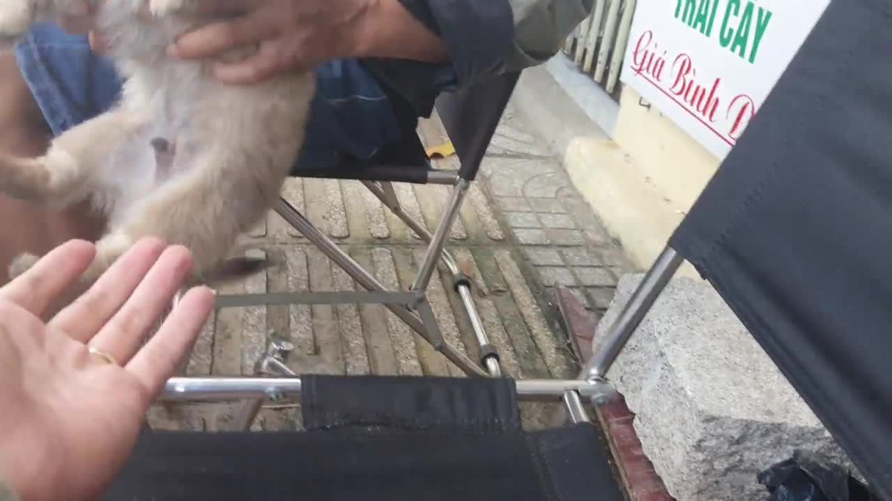 How to puppy Reacts When Seeing Stranger- Running, Barking | Viral Dog Puppy
