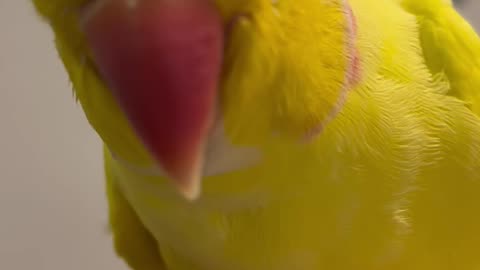 Ringneck Talking Parot