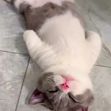 Sleepy Cat very cute