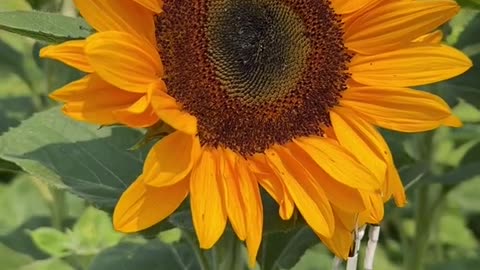 Ever hear what a 🌻 Sunflower sounds like?