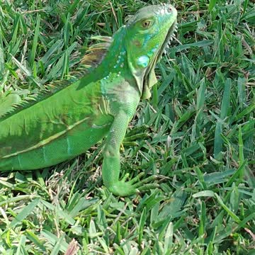 Iguana Far From Home