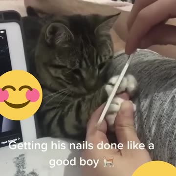 🤣 Funny Animals Caught in the Act! 🐶🐱 | Epic Fails & LOL Moments #Shorts