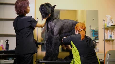 In the salon of grummer, two masters carry out a haircut of a dog