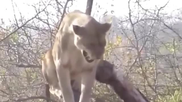 A herd of buffalo traps a lion in a tree