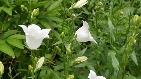 white-flowers-in-bloom-