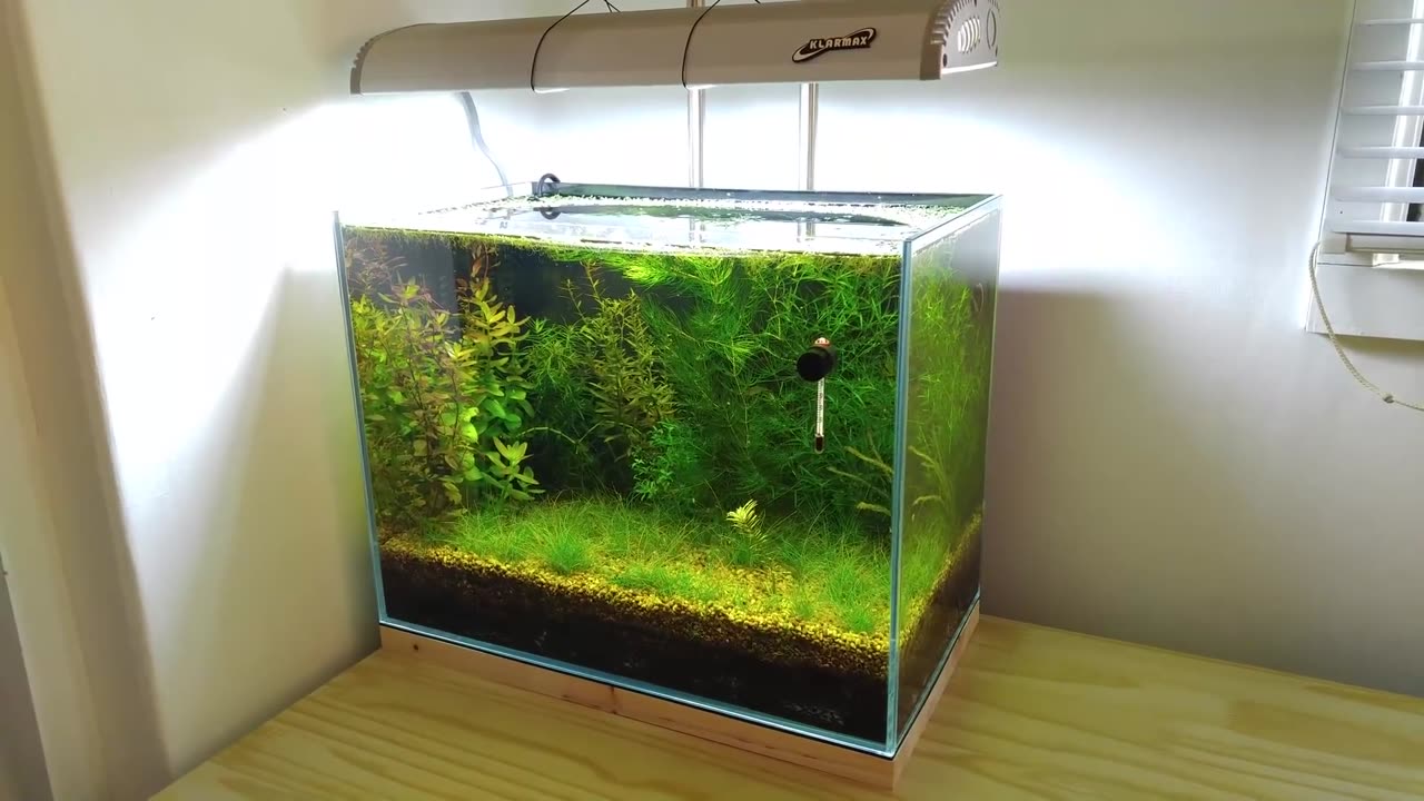 2 Months Update - NO filter, NO CO2, NO Ferts 5 Gallon Nano Tank (Surprise Hitchhiker) Time Lapse