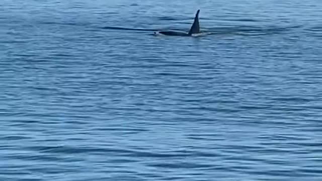 Orca Shares A Meal