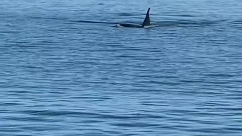 Orca Shares A Meal