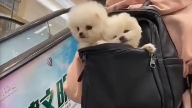 #Pomeranianpuppy shorts| Cute Dogs |Funny Cute dogs| Cute Puppies Video❤️|Pomeranian Puppies