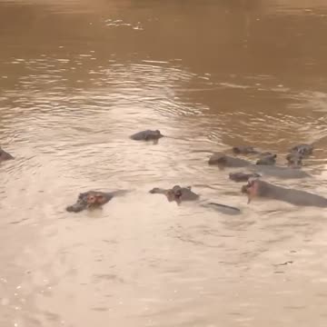 Wild Hippos