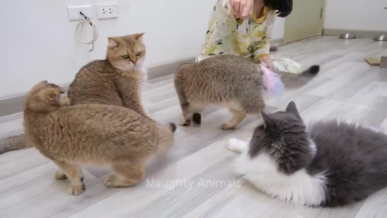 1 Hour Of Funniest Animals π
New Funny Cats and Dogs Videos πΈπΆ