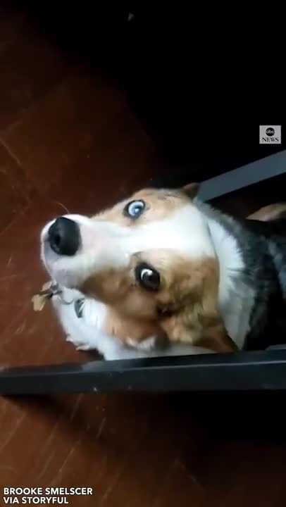 Texas corgi not into snow