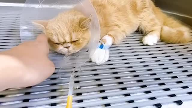 Baby cat still struggling after neutering.