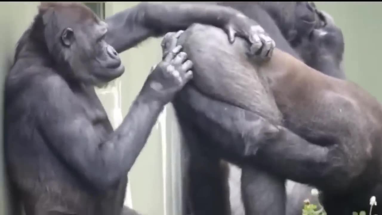 Gorilla Mating Love