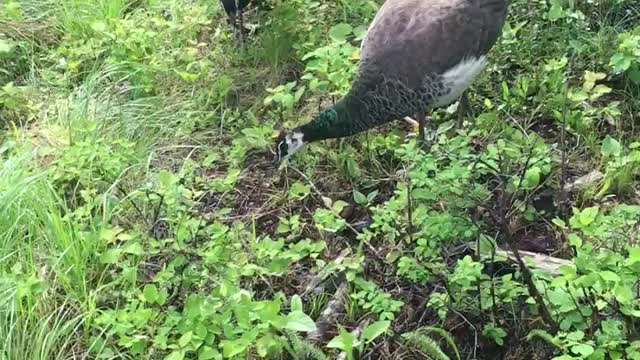 Peacocks.....Just Visiting