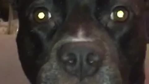Black dog zoom in on face
