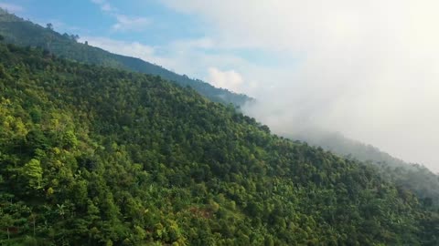 A Mist In A Mountain Forest