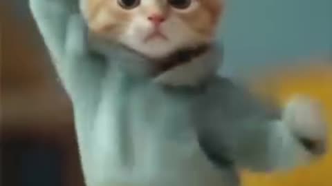 Kitten's Famous Dance