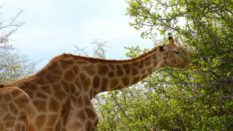 Giraffe eating from a tree