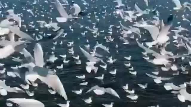 Seagulls spread their wings and fly in groups