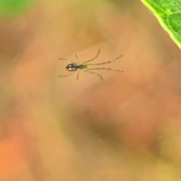 Mini spider in a web / cute little spider in a spider web.