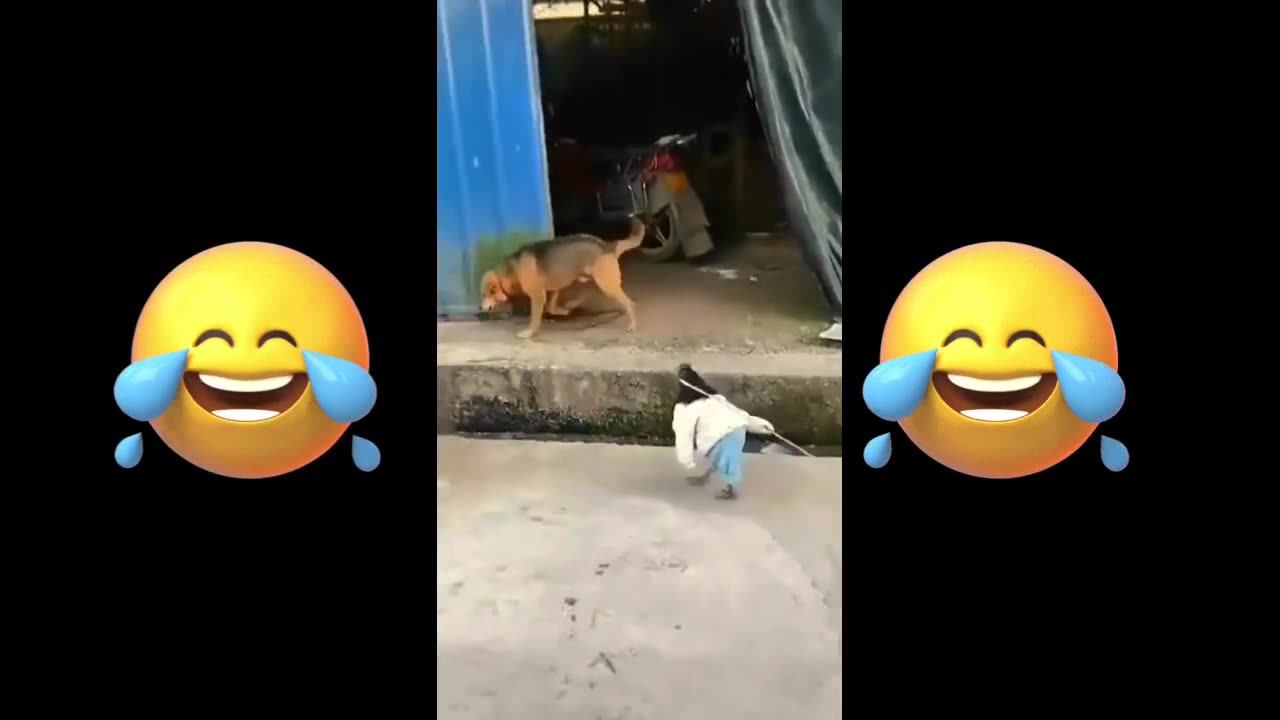 Funy video chiken