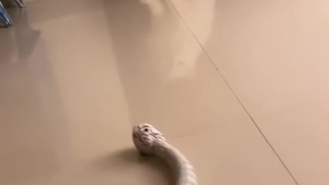 Funny animals video#cat