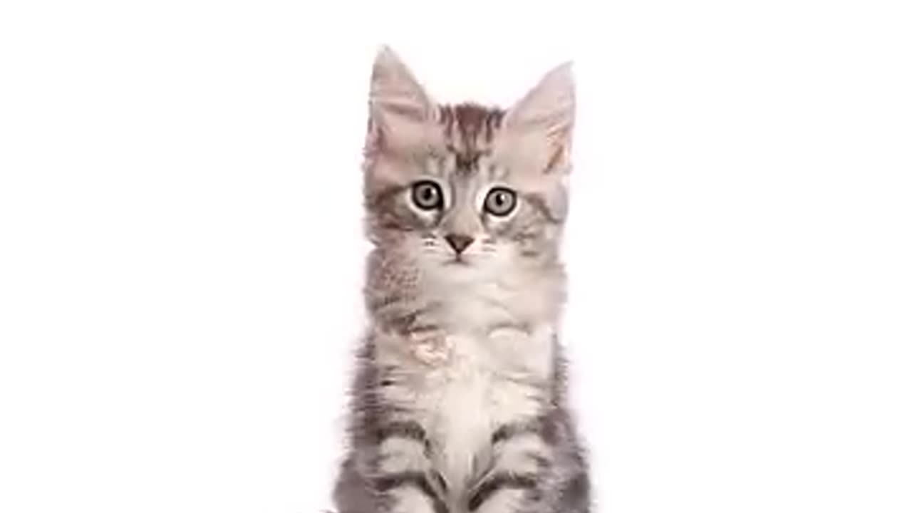 🐱 cat videos