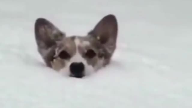 Funny dog