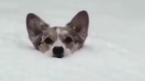 Funny dog