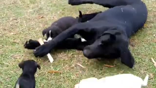 Baby-Dogs cute and funny dogs video relationship video